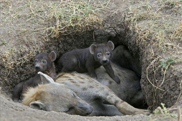  p>斑鬣狗(学名: i>crocuta crocuta /i>):又名斑点鬣狗,体长约95-160