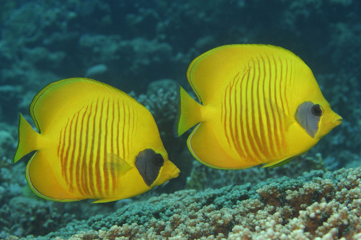  p>蝶鱼(butterflyfish),又名 a target="_blank" href="/item/蝴蝶鱼