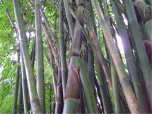 慈竹（禾本科慈竹属植物）_百度百科