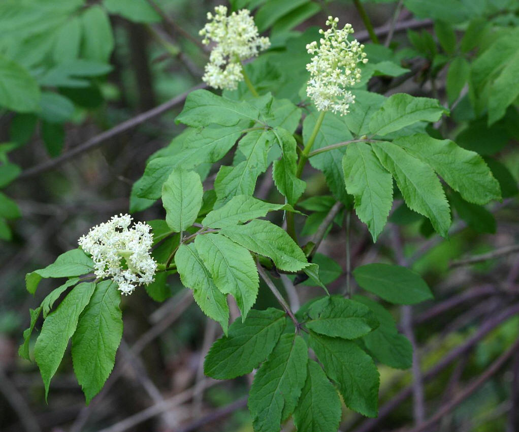 接骨木的功效与作用(接骨木莓的功效与作用) - 0415花卉网