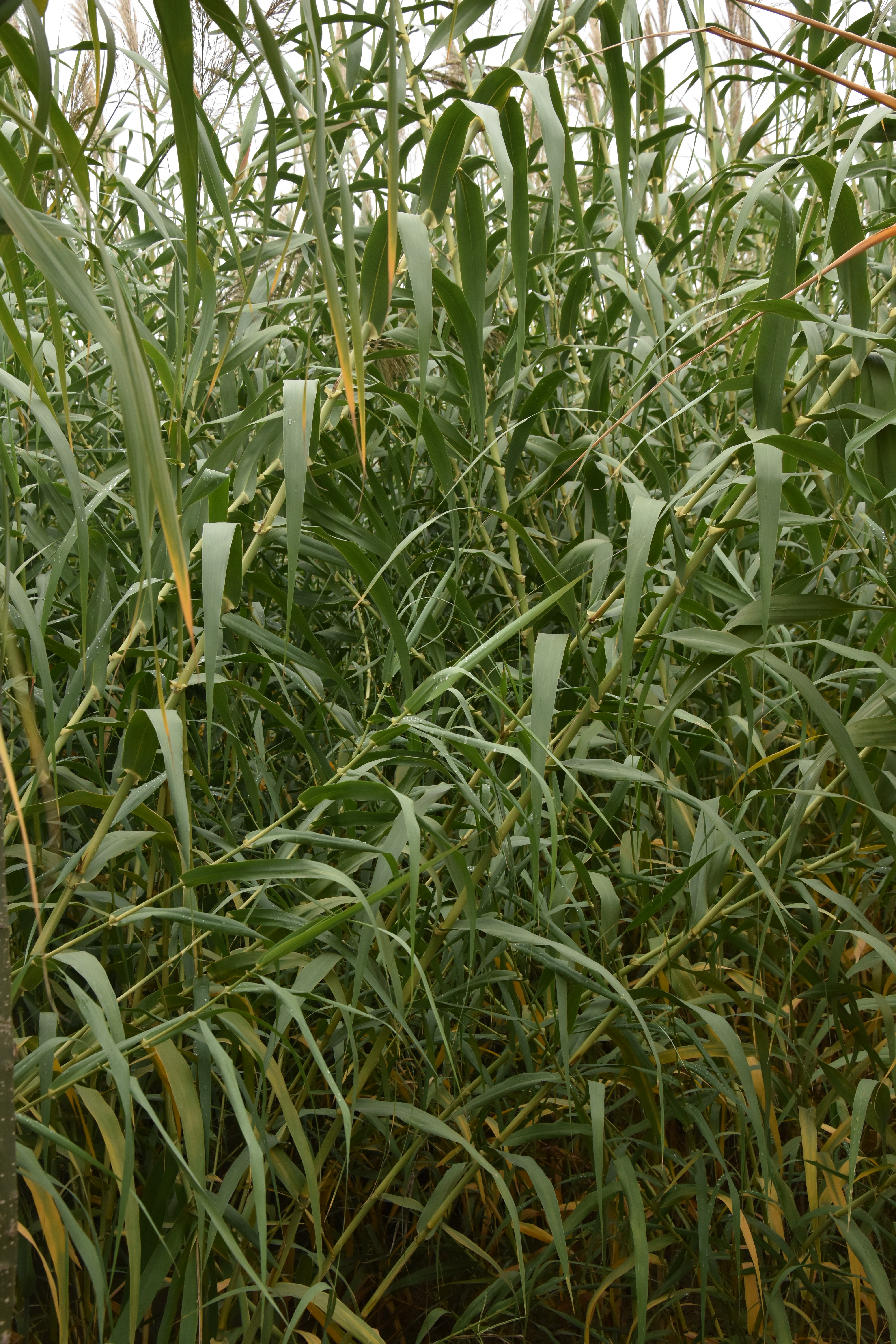  p>"绿洲一号"是菌草的一种,是非常适口的饲料,可以喂牛,羊,猪,鸡,鹅