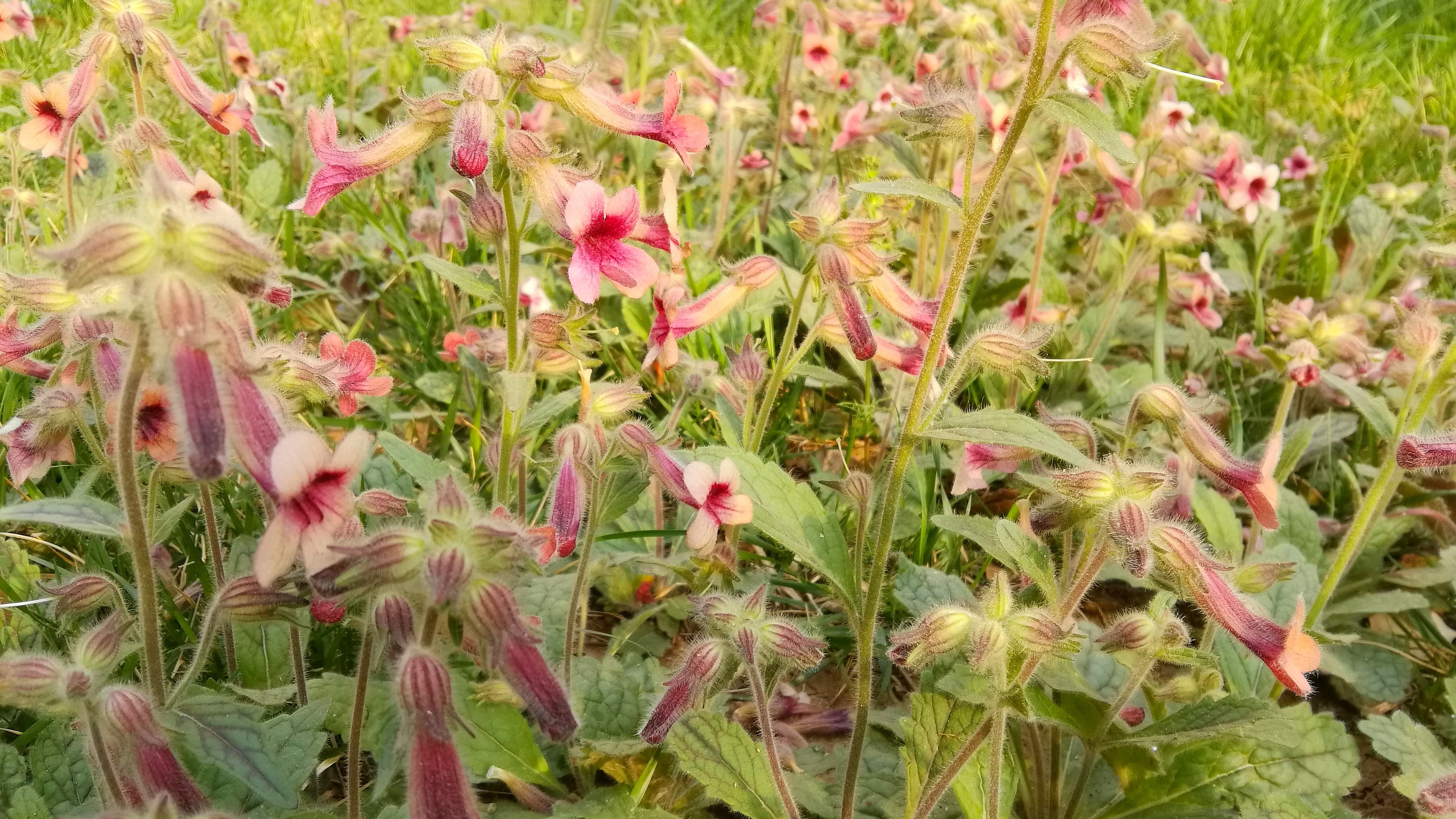 target="_blank" href="/item/地黄属">地黄属 /a>多年生草本植物,高