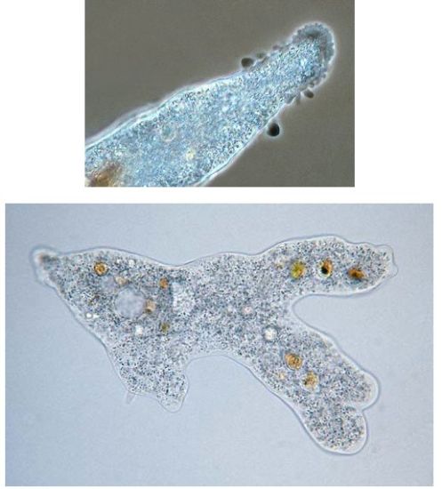  p>痢疾内变形虫又名 a target="_blank" href="/item/溶组织阿米巴