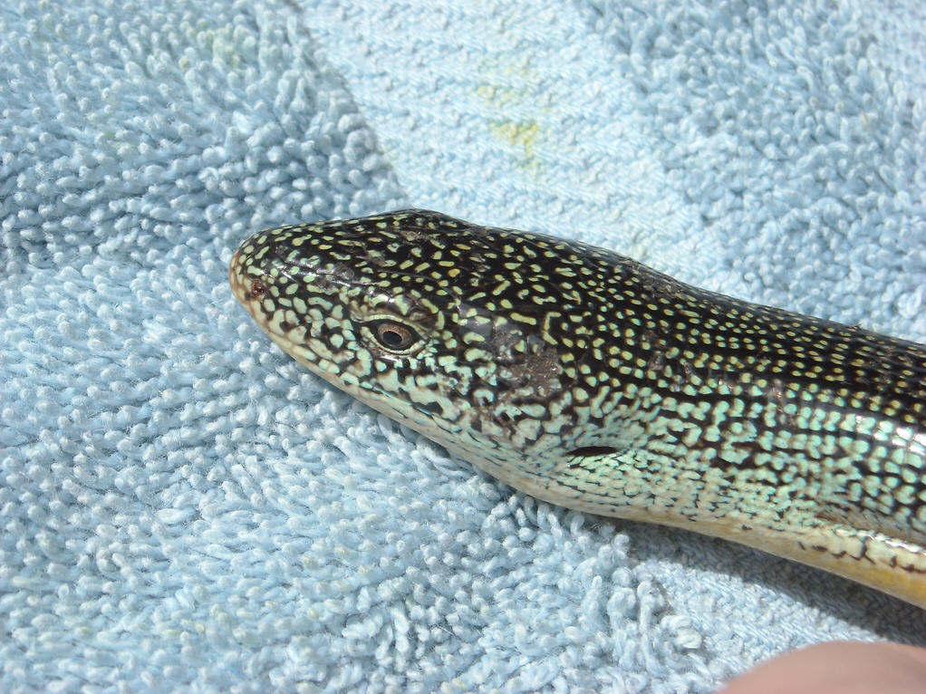  p>细脆蛇蜥是一种无四肢的蜥蜴,外观似蛇.