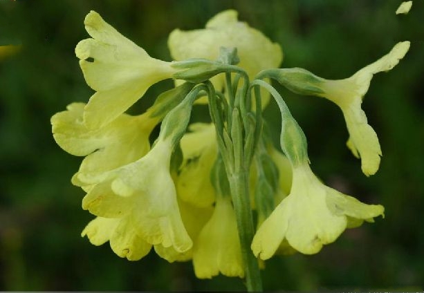  p>钟花报春(学名: i>primula sikkimensis /i> hook. f.