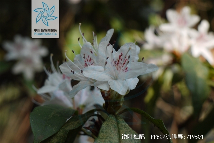  p>锈叶杜鹃(学名: i>rhododendron siderophyllum /i> franch.