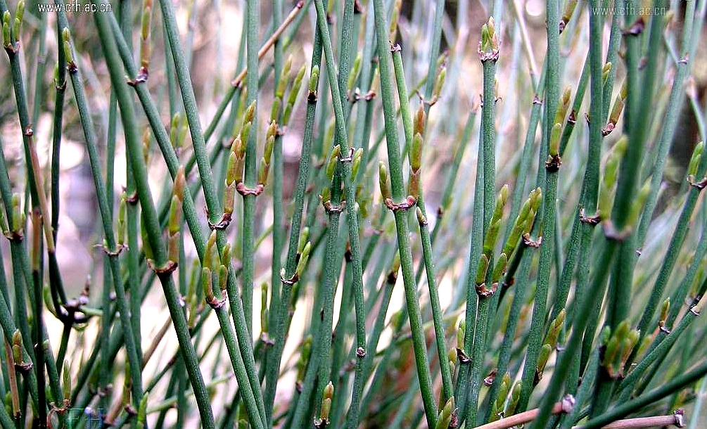  p>木贼麻黄(学名: i>ephedra major /i> host)是麻黄科,麻黄属直立小