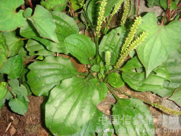  p>对叶车前(学名: i>plantago arenaria  /i> waldst. et kit.