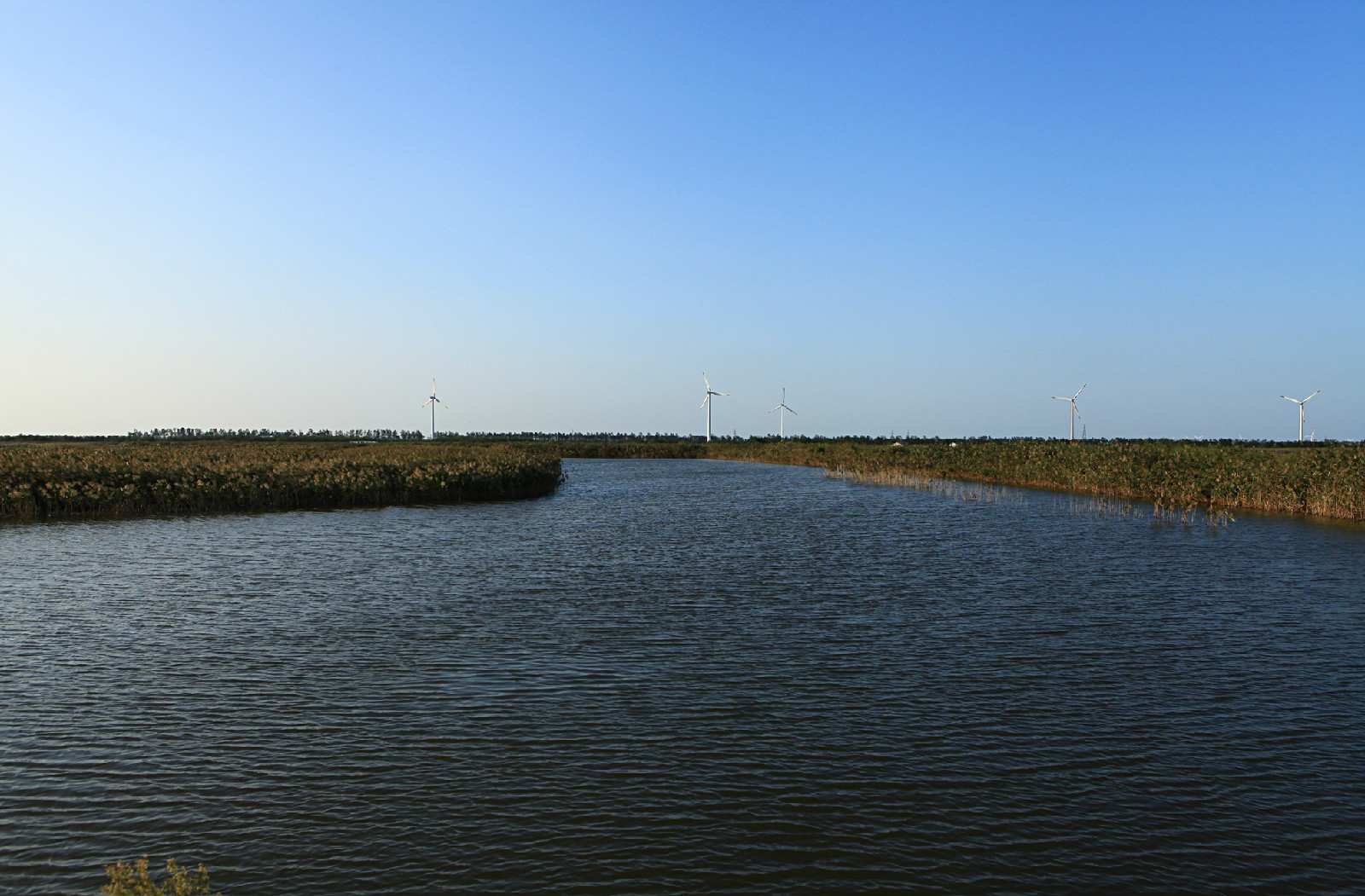 大丰国家海涂湿地公园
