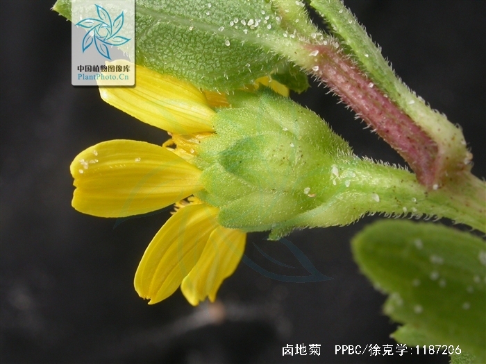  p>卤地菊,中药名.