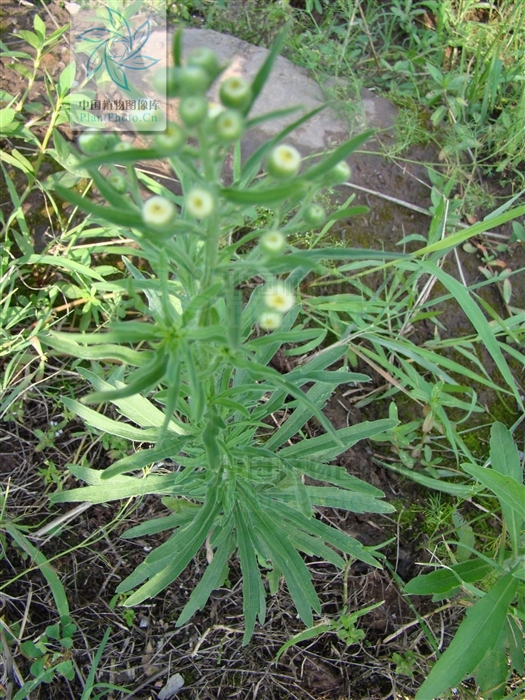  p>香丝草(学名:conyza bonariensis i>(l.) cronq.