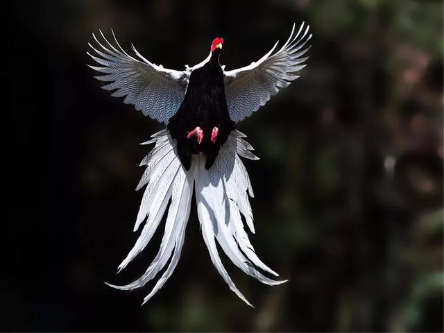  p>白鹇老挝亚种是白鹇的亚种之一.大型鸡类.