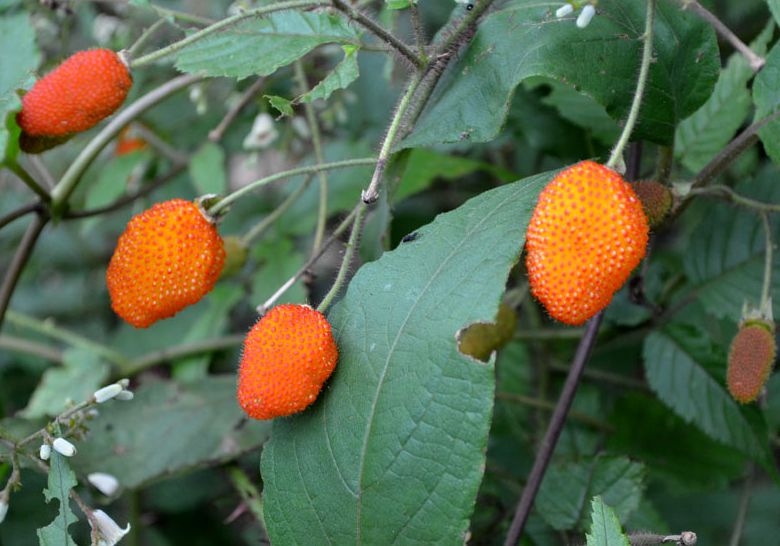  p>红腺悬钩子(学名: i>rubus sumatranus /i> miq.