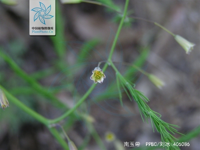  p> b>南玉带 /b>是 a href="#" data-lemmaid="6632464">天门冬科 /a