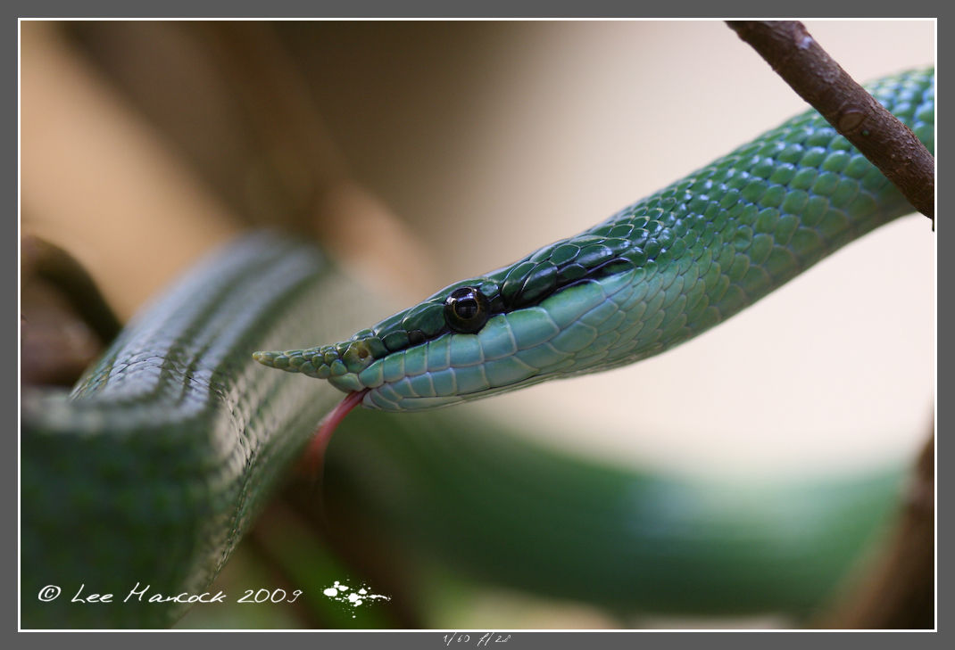  p>尖喙蛇,游蛇科尖喙蛇属物种,吻端尖出,向前方上翘,全身绿色. /p>