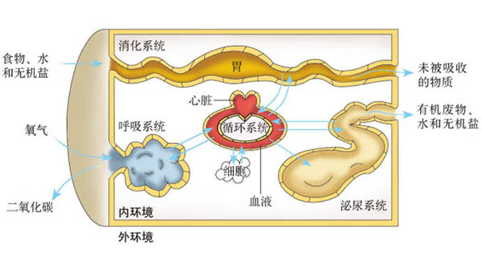 稳态（生物学术语）_百度百科