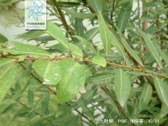  p>大叶柳(学名: i>salix magnifica  /i>hemsl.