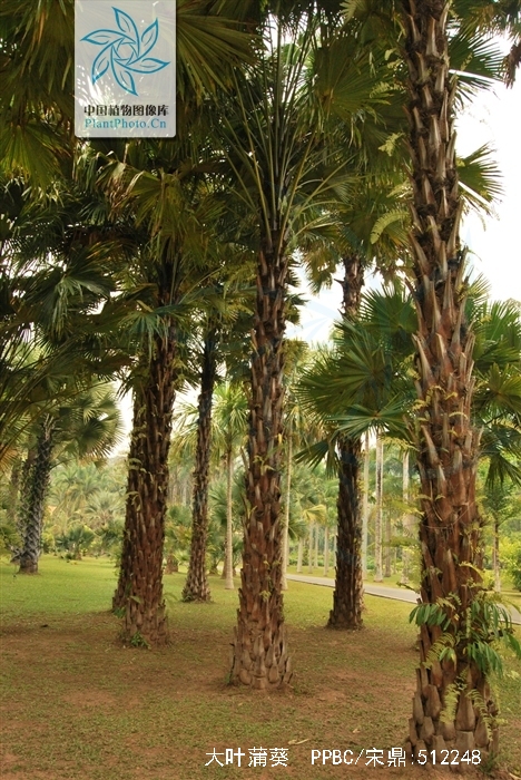  p>大叶蒲葵( i>livistona saribus /i> (lour.) merr. ex a. chev.