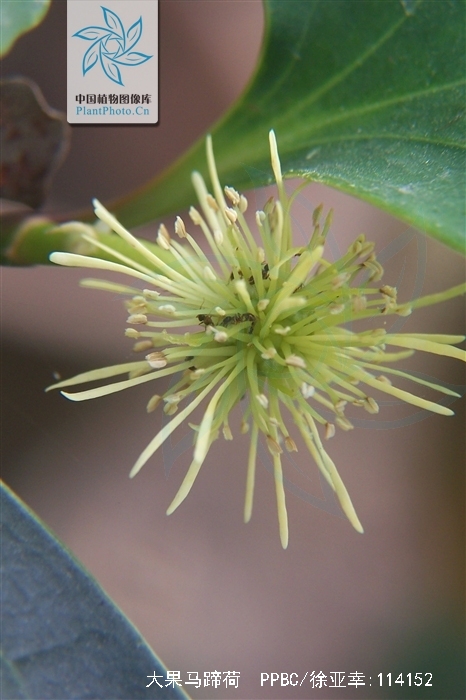  p>大果马蹄荷(学名: i>exbucklandia tonkinensis /i> (lec.