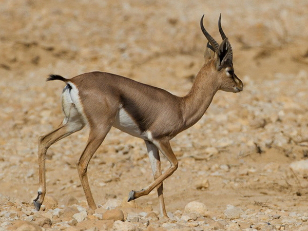  p>国兽( b>national animals /b>):与 a href