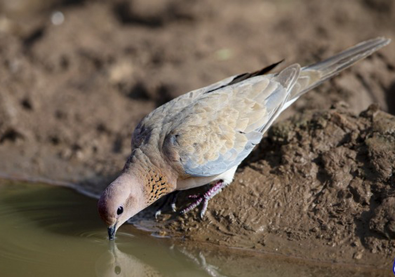  p>棕斑鸠(学名: i>spilopelia senegalensis /i>)是鸠鸽科珠颈斑鸠属