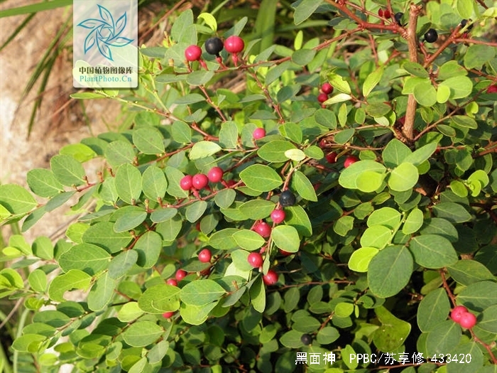 hook. f.)是叶下珠科黑面神属植物.