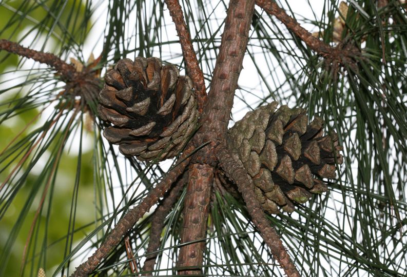  p>油松(学名: i>pinus tabuliformis /i> carr.