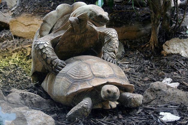  p>苏卡达陆龟(学名: i>centrochelys sulcata /i>):是爬行纲,龟鳖目