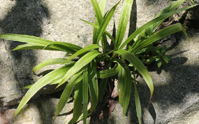  p>宽叶薹草(学名: i>carex siderosticta /i> hance)是莎草科薹草属