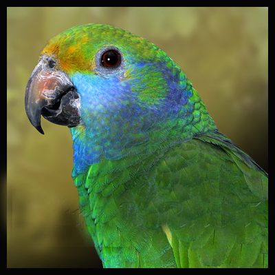  p>蓝颊亚马逊鹦鹉(学名:amazona dufresniana)是典型的 a target="