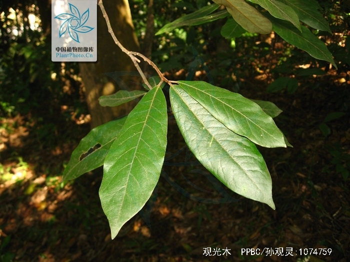 tsoongiodendron odorum chun