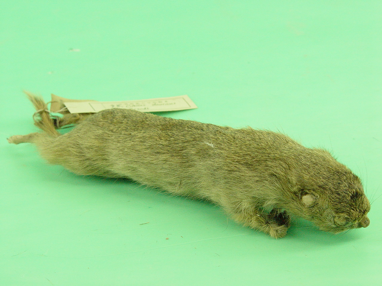  p>达乌尔黄鼠(学名: i>spermophilus dauricus /i>)别名黄鼠,蒙古