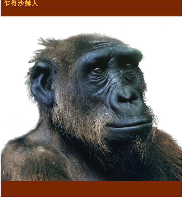  p>乍得沙赫人(sahelanthropus tchadensis),又名乍得人猿,是一种只有