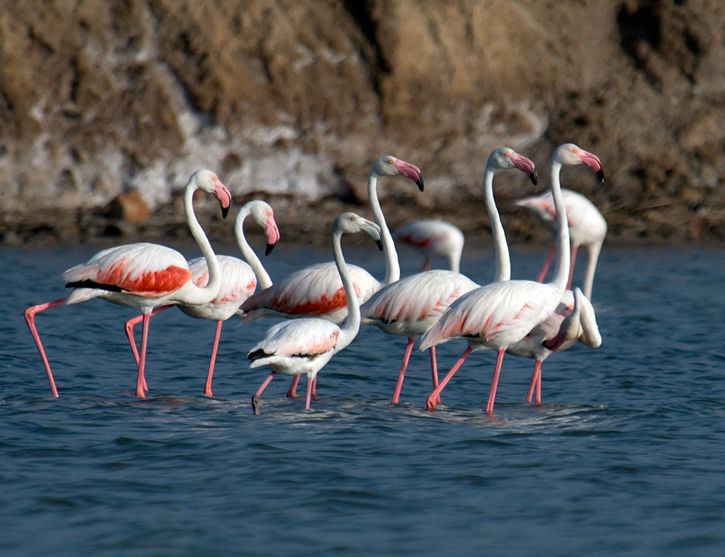  p>大红鹳(学名: i>phoenicopterus roseus /i>),又名 a target="