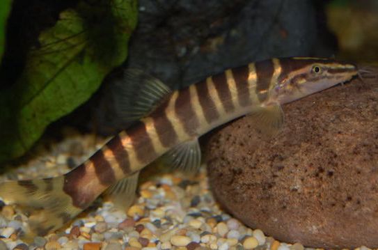  p>斑纹薄鳅(学名:leptobotia zebra),为鳅科,薄鳅属鱼类,是中国的特