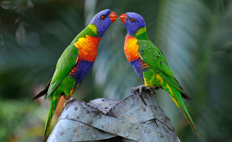  p>紫项吸蜜鹦鹉(学名:lorius domicellus)羽色鲜艳,主要以花粉,花蜜