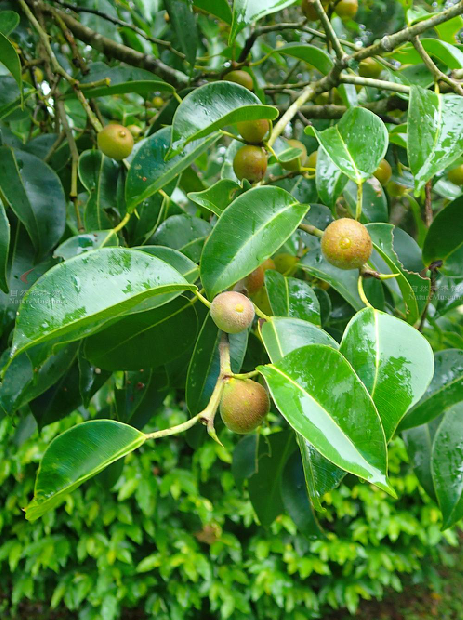  p>垂叶榕(学名: i>ficus benjamina  /i>l.)桑科植物.