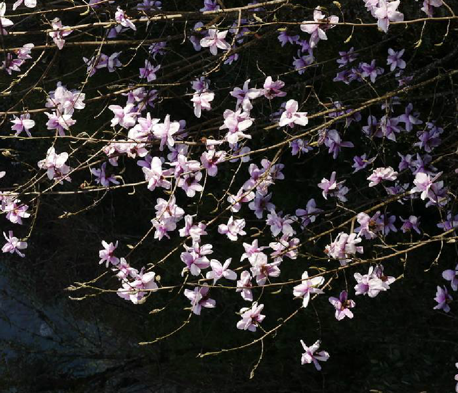  p>滇藏木兰(学名: i>magnolia campbellii  /i>hook. f.