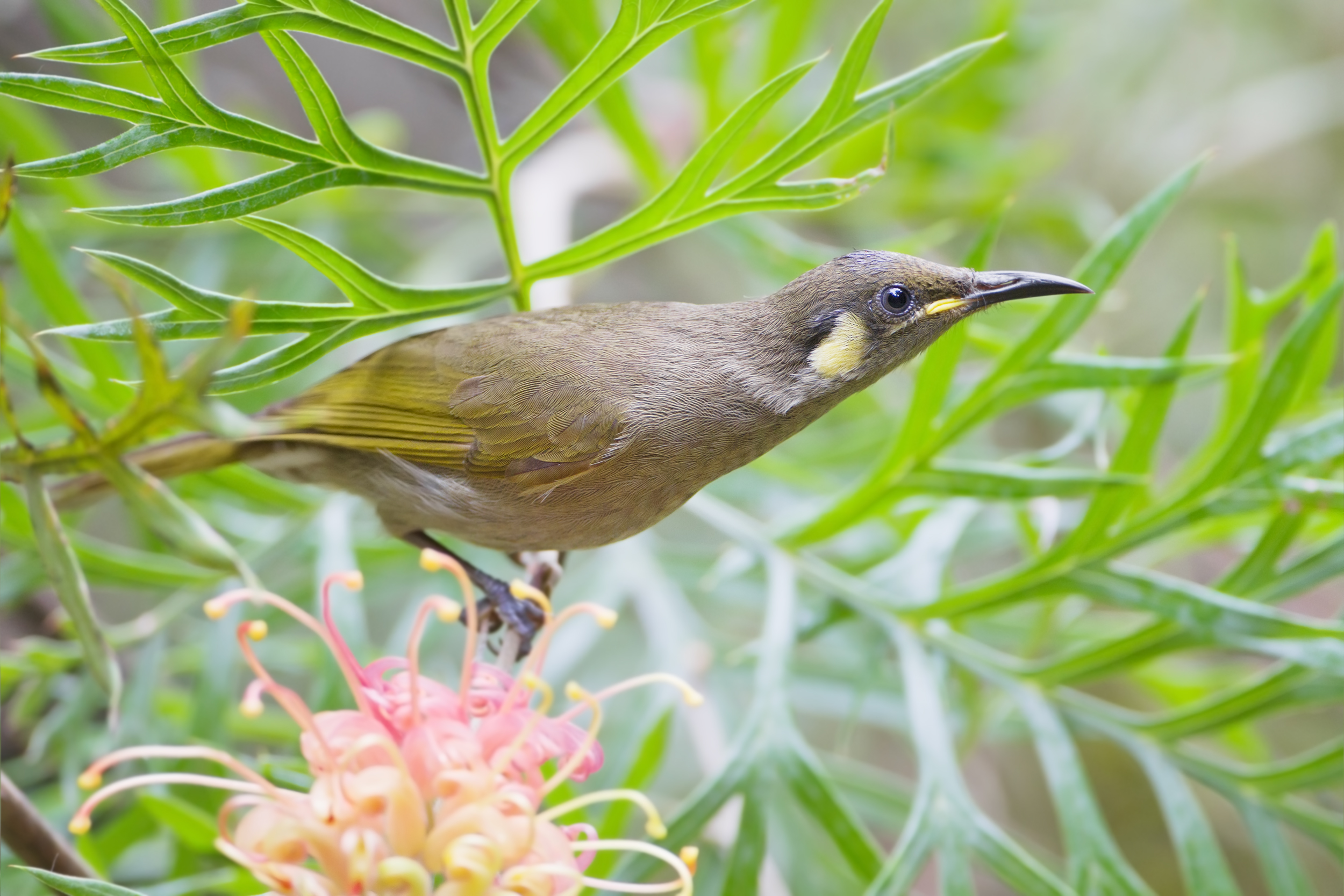 honeyeater