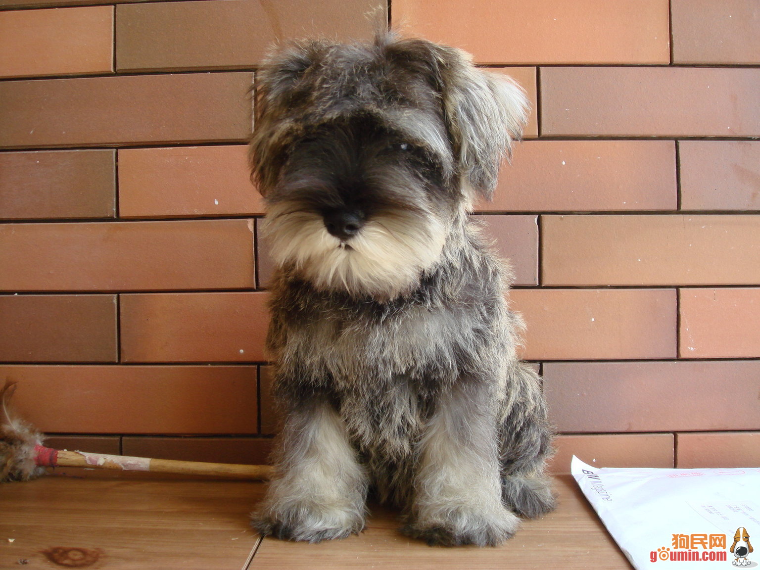  p>迷你雪纳瑞犬(miniatureschnauzer)属于 a target="_blank" href="