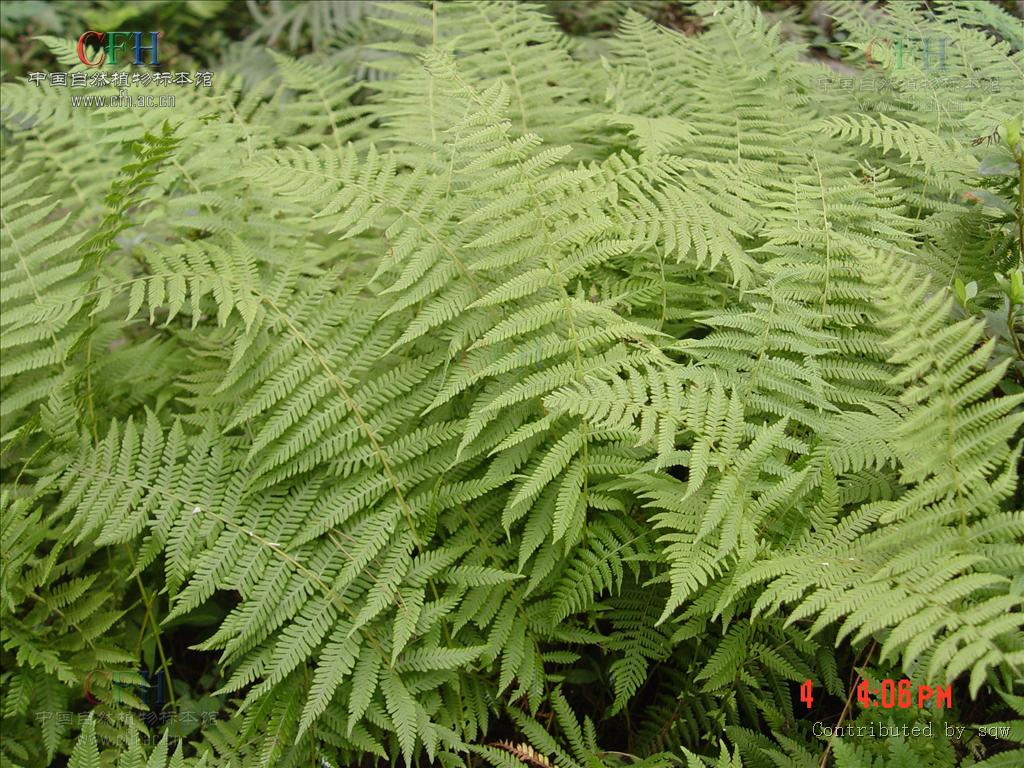  p>长根金星蕨(学名: i>parathelypteris beddomei /i> (bak.