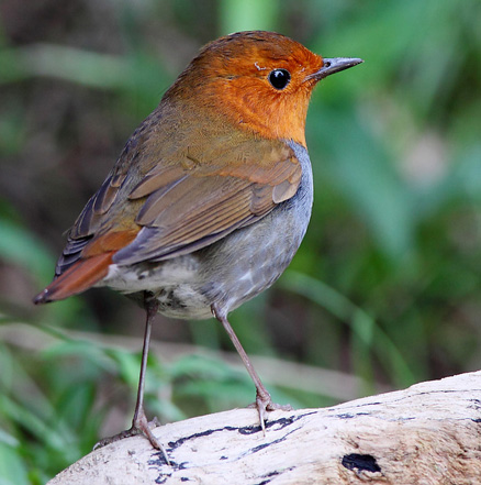  p>日本歌鸲(学名: i>erithacus akahige /i>):体型小似 a href="#"