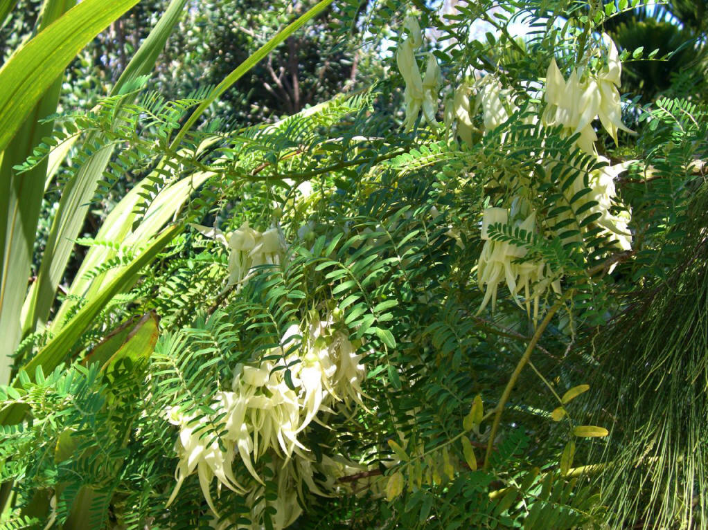  p>丽豆(学名: i>calophaca sinica  /i>rehd.