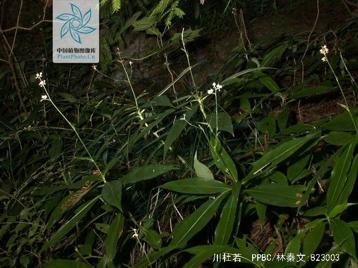  p>川杜若腊叶标本,该标本采集自重庆金佛山国家级自然保护区,采集