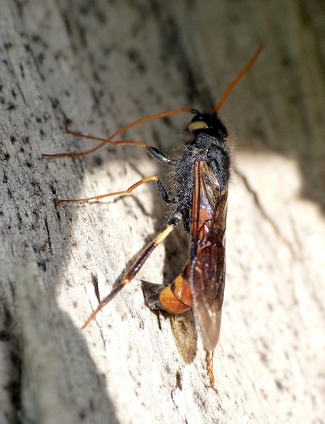  p>泰加大树蜂, i>urocerus gigas taiganus /i> beson,树蜂科大树蜂