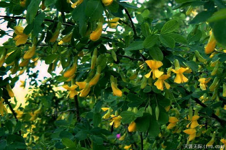 ="gnx99kjgle">瘿椒树 (又名 泡花,皮巴风,银雀树,瘿漆树,丹树,银鹊树