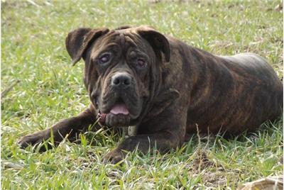 班道戈犬来自撒克逊方言的"banda"- "链条,用链条拴",1960年,美国人用