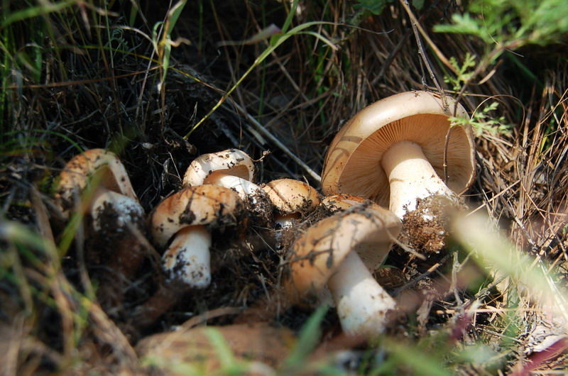  p>直柄口蘑为白蘑科(口蘑科)口蘑属菌类,子实体较小至中等,不宜食用