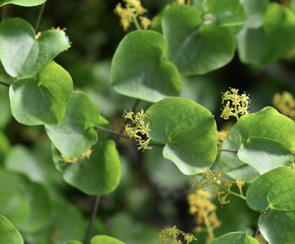  p>龟甲龙(学名: i>dioscorea elephantipes /i> (l'hér.