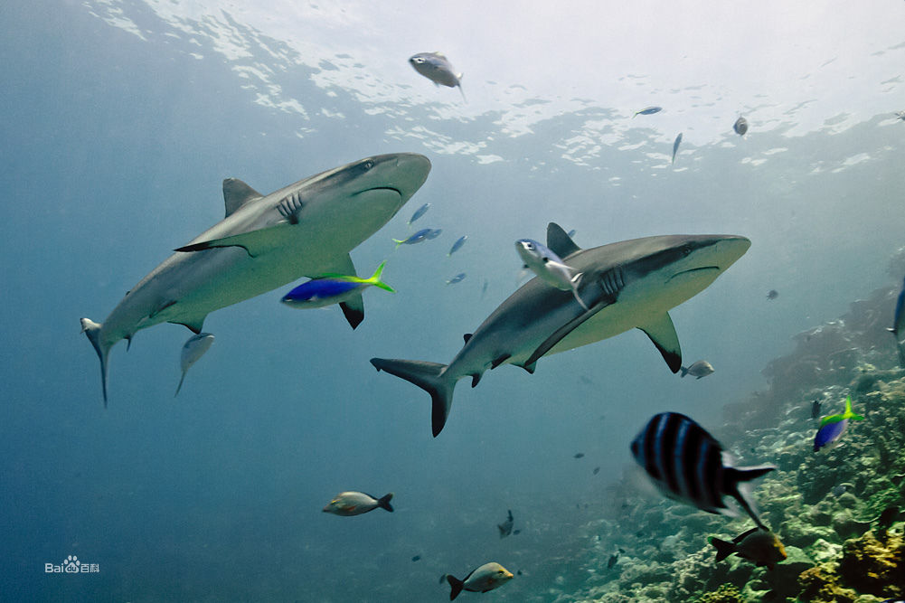  p>前鳍星鲨(学名: i>mustelus kanekonis&nbsp; /i>tanaka,1916)